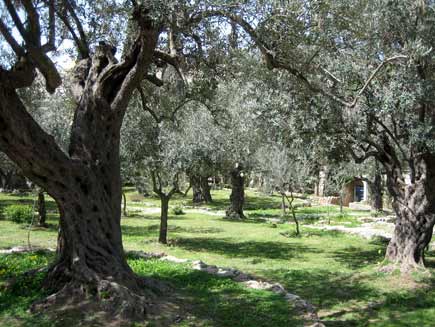 Garden Of Gethsemane